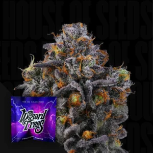 11:11 ( RS11 x RS11) Wizard Trees Samen Kaufen