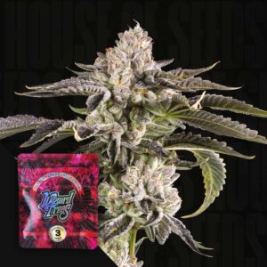 Gridlock Wizard Trees Samen Kaufen