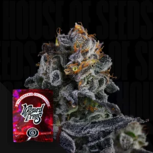 Papaya Drip Zangria Wizard Trees Samen Kaufen