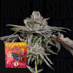 P’s & Z’s Wizard Trees Samen