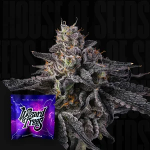 Rainbow Gelato Wizard Trees Samen (feminisiert) Kaufen