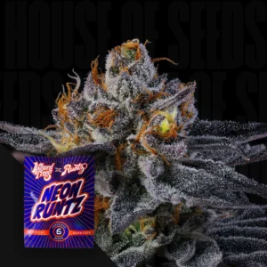 Rainbow Runtz Wizard Trees Samen (feminisiert) Kaufen