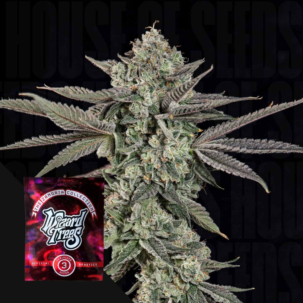 Ropegria Wizard Trees Samen