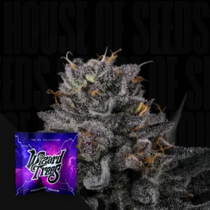 Route 65 von Wizard Trees