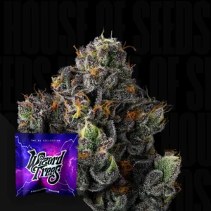 Sherbz wizard Trees Samen Kaufen