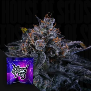 Sherbzooka Wizard Trees Samen (feminisiert) Kaufen