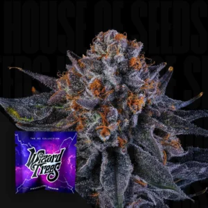 Tea Time Wizard Trees Samen Kaufen