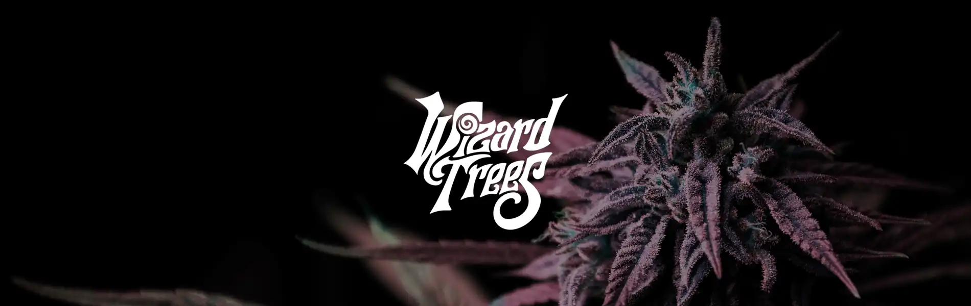 Wizard trees seeds banner